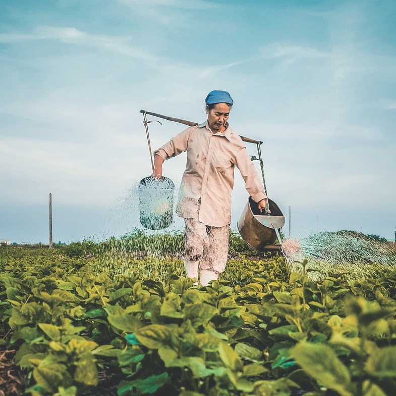Stockfoto: een Vietnamese vrouw bewerkt het land.